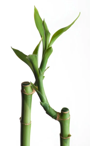 Два бамбука — стоковое фото