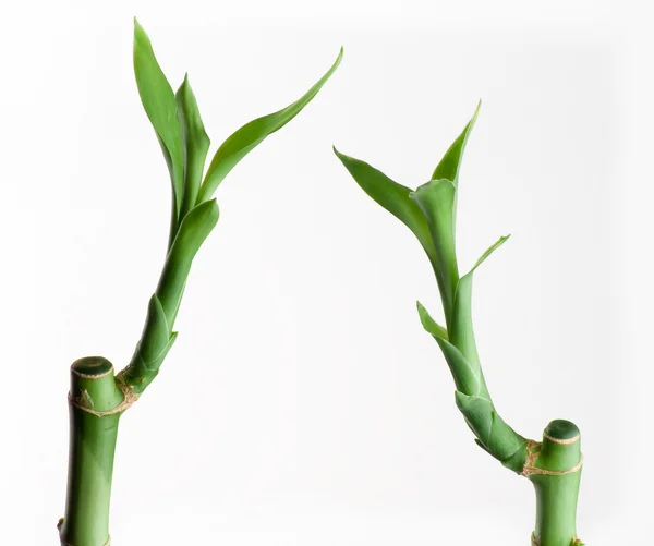 Bambúes — Foto de Stock
