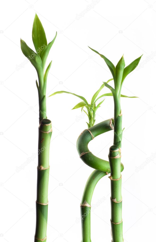 Three bamboos