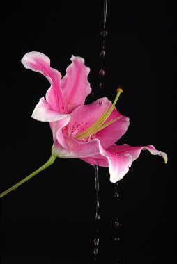 Pink lily with water clipart