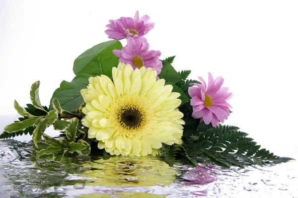 Bouquet con riflessione isolata su whit — Foto Stock