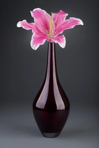 Paskalya Lily (Lilium longiflorum) izole — Stok fotoğraf