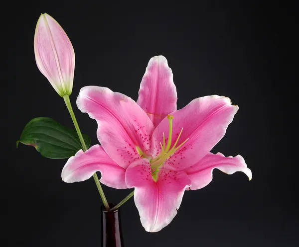 Рожева лілія — стокове фото