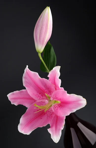 Rosa lily närbild — Stockfoto
