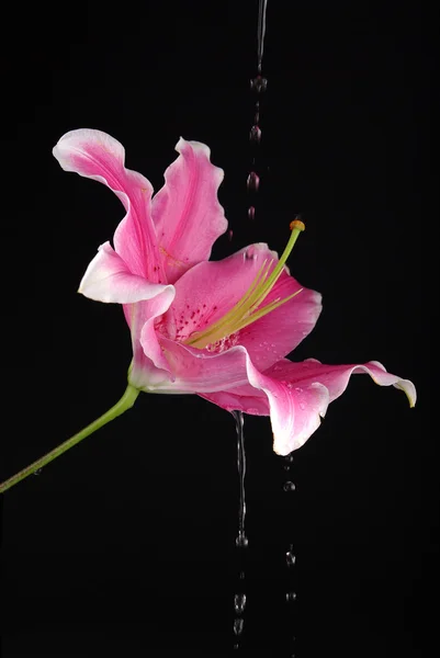 Roze lily met water — Stockfoto