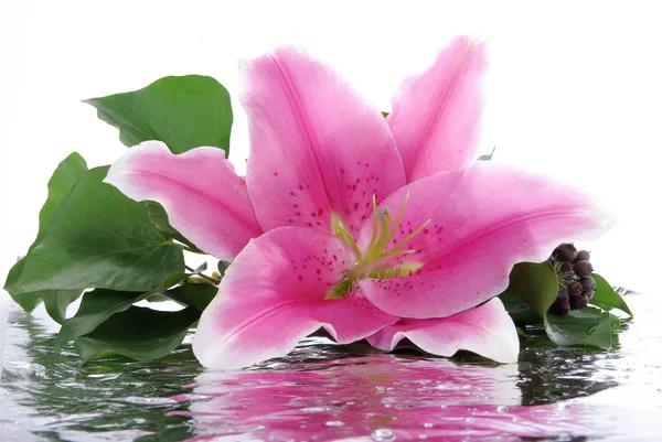 Rosa lily med reflektion Royaltyfria Stockfoton