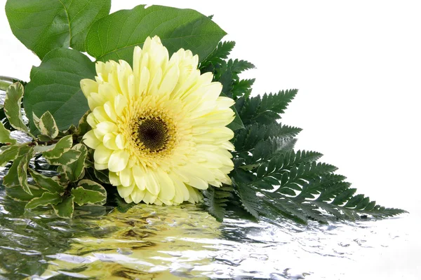 Żółty kwiat i liści na białym tle na whi — Zdjęcie stockowe