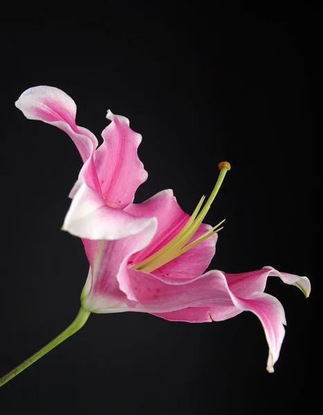 Lírio rosa close-up — Fotografia de Stock