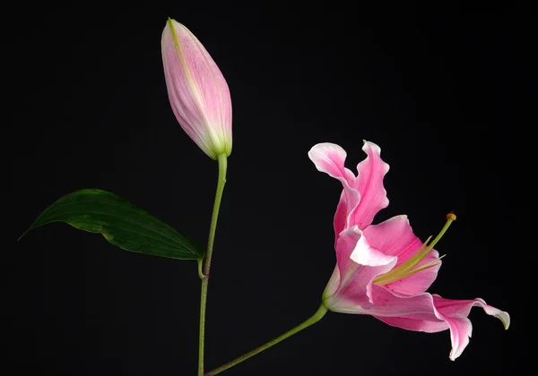 Бутон и цветок — стоковое фото