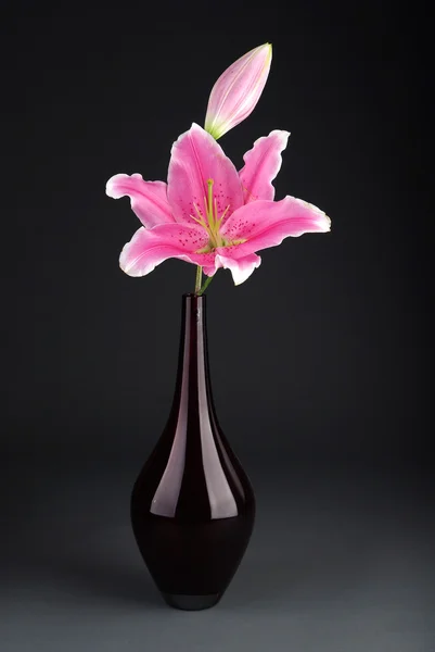 Pink lily with vase with gray backgroun Stock Photo