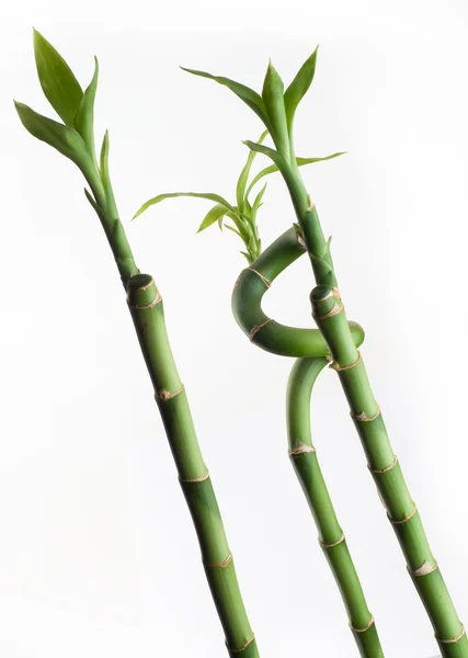 Tre bambù — Foto Stock