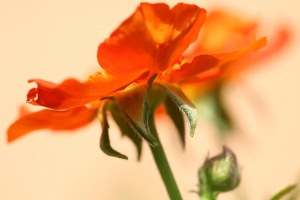 Narancs virág. makró. — Stock Fotó