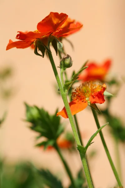 Orange flower. macro. — Stock Photo, Image