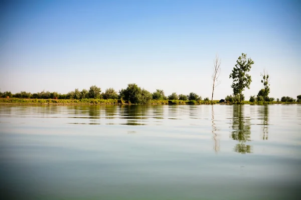 stock image Forest on the lake