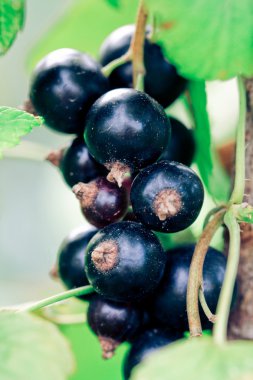 Black currant fruits clipart