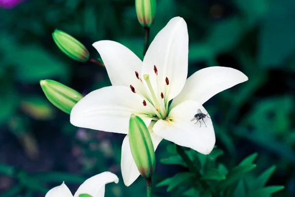 Белые лилии — стоковое фото