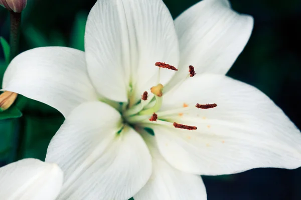 Bílá lilie makro — Stock fotografie