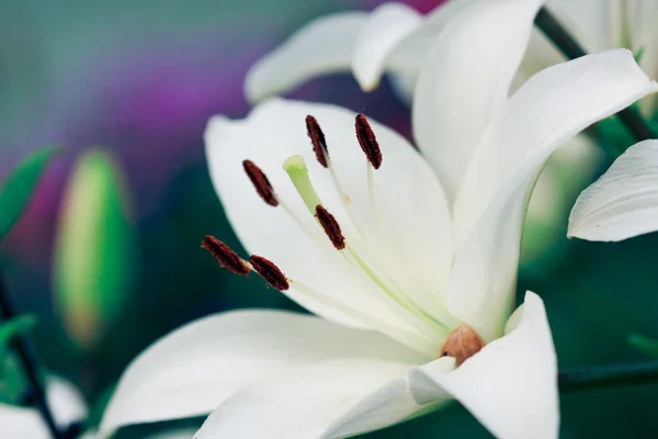 Biała lilia makro — Zdjęcie stockowe