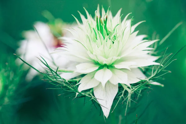 Fehér virág — Stock Fotó