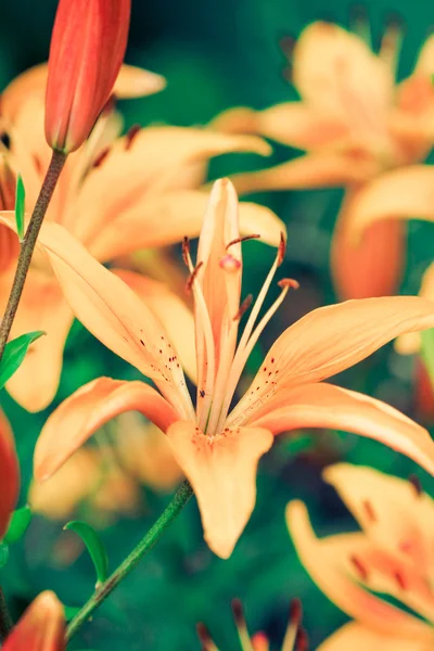 Lilies — Stock Photo, Image