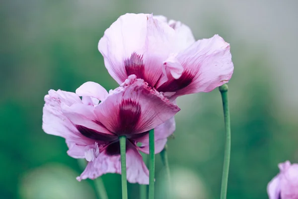 Vallmo blommor — Stockfoto