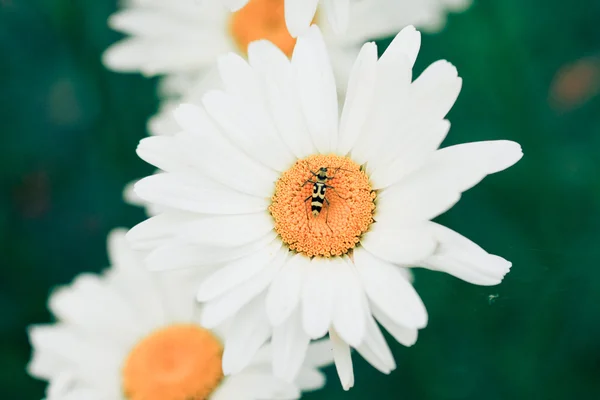 stock image White chamomiles with bug