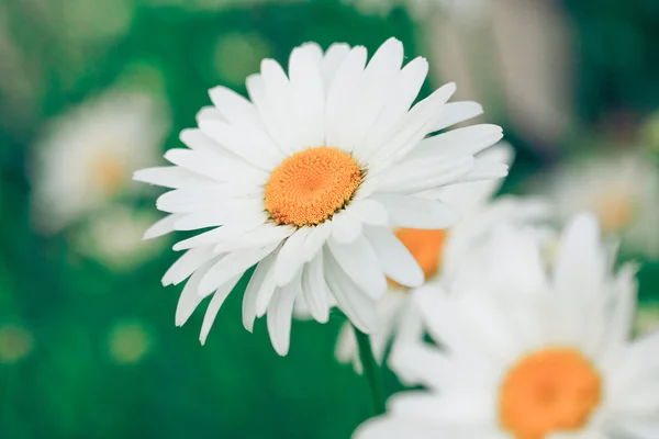 stock image White chamomiles