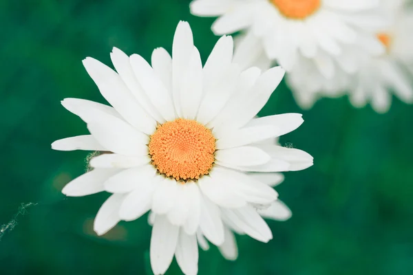 stock image White chamomiles