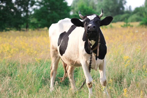 stock image Cow on meadow