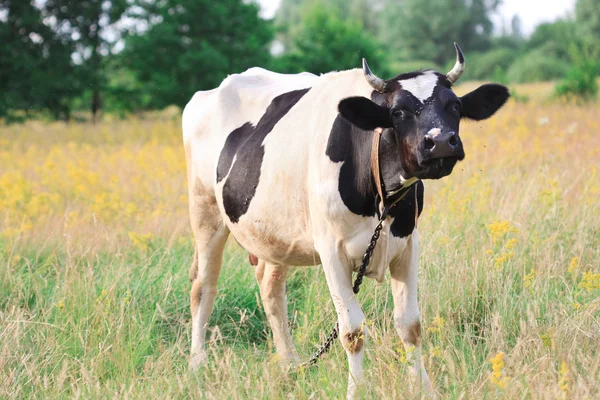 Stock image Cow on meadow