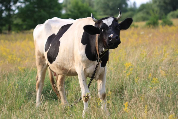 stock image Cow on meadow