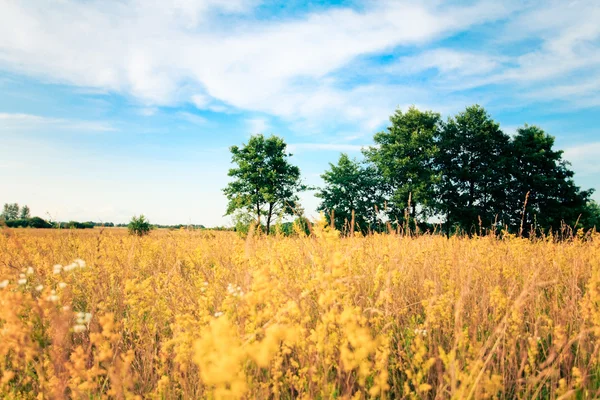 stock image Beautifully landscape