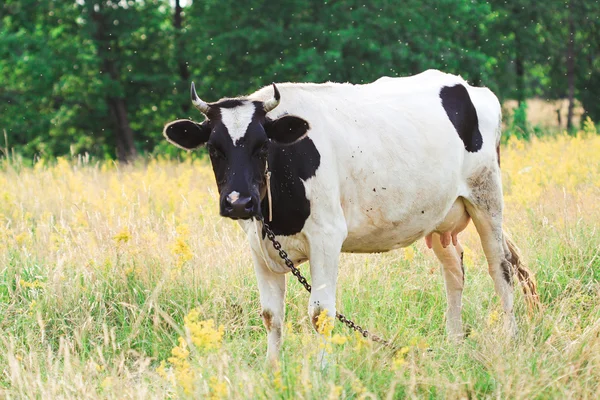 stock image Cow on meadow