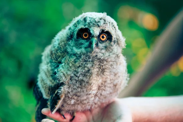 stock image Little owl