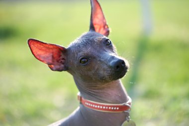 Meksika hairless köpek