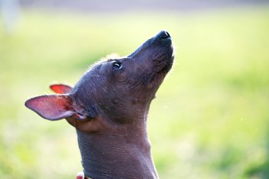 Meksika hairless köpek