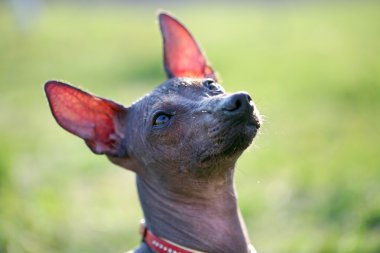 Mexican Hairless Dog clipart