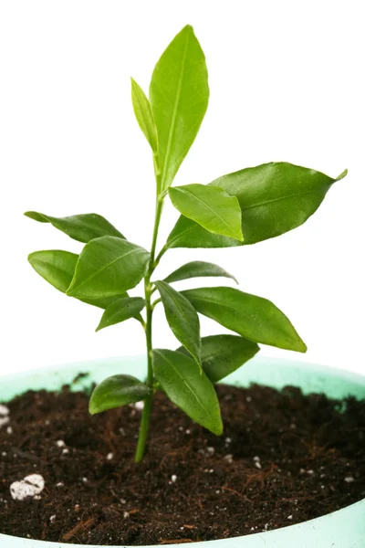 Kleine plant geïsoleerd op een witte — Stockfoto