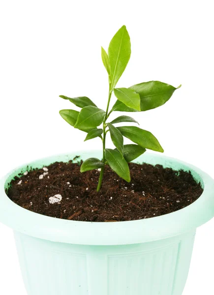 Beyaz izole küçük bitki — Stok fotoğraf