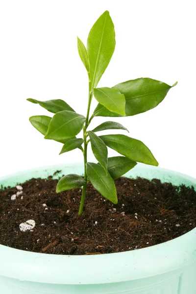 Malá rostlina izolovaných na bílém — Stock fotografie