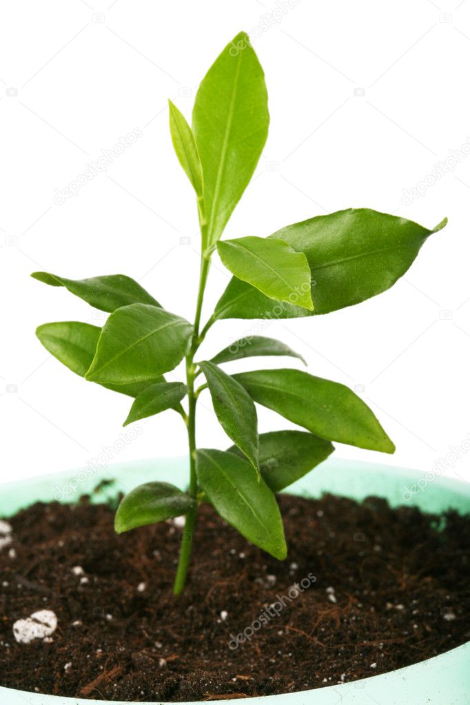 Small plant isolated on a white