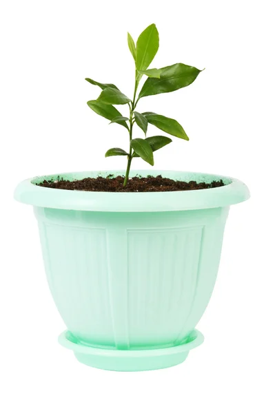 Kleine plant geïsoleerd op een witte — Stockfoto