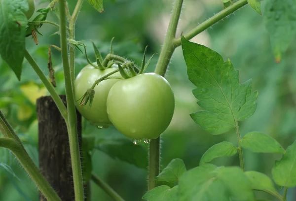 Omogna gröna tomater Stockbild