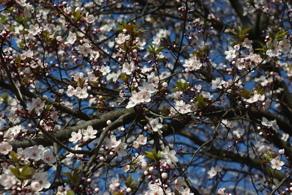 Cseresznye virág — Stock Fotó