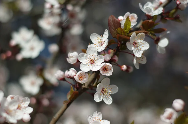 stock image Cherry Flower