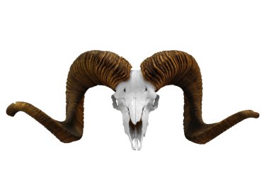 Skull with big horn clipart