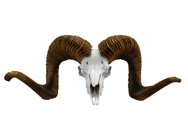 Totenkopf mit großem Horn — Stockfoto