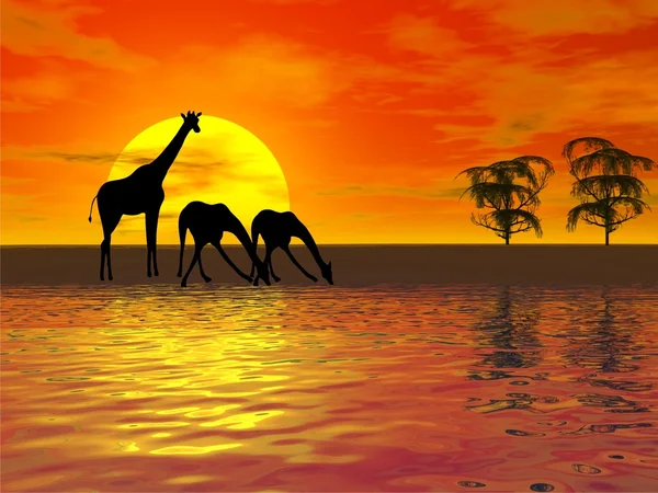Zonsondergang met giraffen — Stockfoto