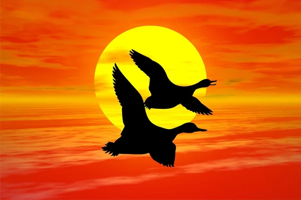 Sunset with wild goose silhouette — Stock Photo, Image