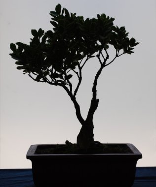 bonsai ağacı siluet